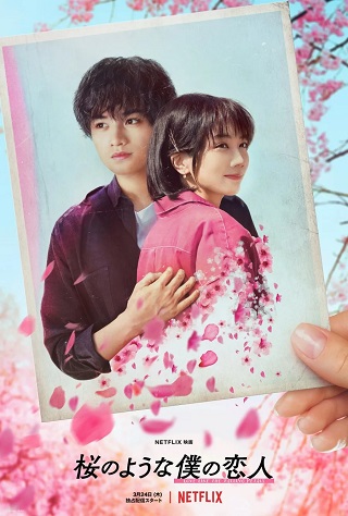Love Like the Falling Petals | Netflix (2022) ใบไม้ผลิที่ไม่มีเธอเป็นซากุระ